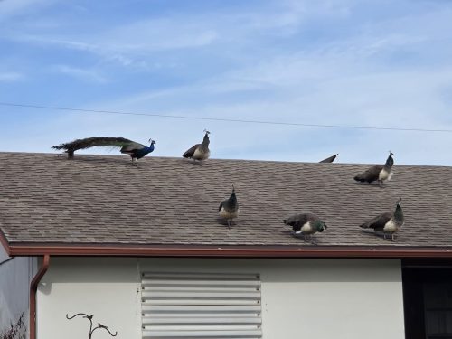 Roofing Contractor Kissimmee Fl 3 23 2025 003