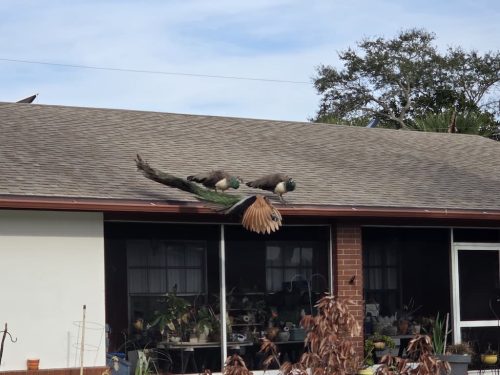 Roofing Contractor Kissimmee Fl 3 23 2025 004